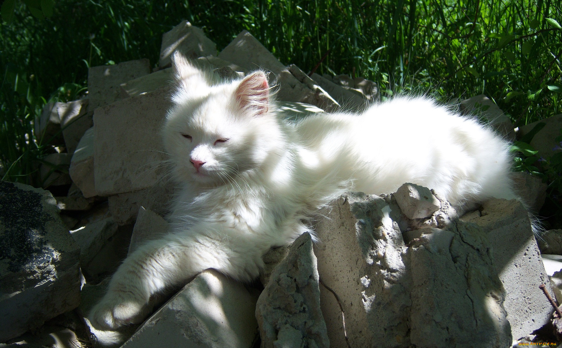 Кот дремот белый. Картик кот дремот. Кот дремот полный белый кот. Белый кот в траве. Кот дремот в реальной жизни